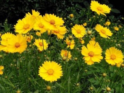 宿根花卉品種特色有哪些？